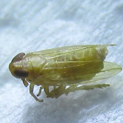 Kelisia confusa